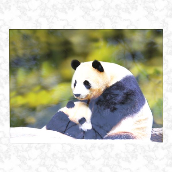 Panda love ashes casket top view