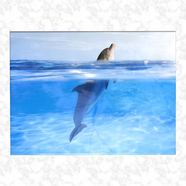 Swimming with dolphins ashes casket top view